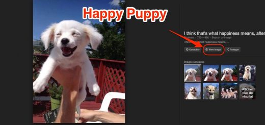 Happy Puppy Google Images